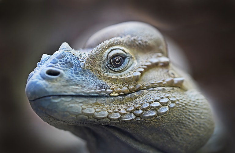 Foto de Iguana